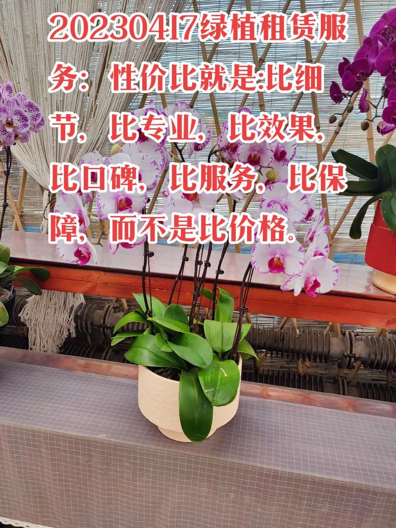 室内绿植租赁服务 让绿色成为您空间的常态